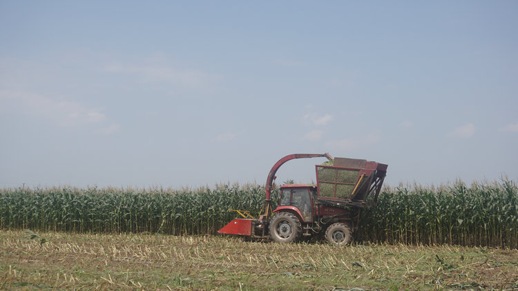  青貯玉米收割現(xiàn)場(chǎng)