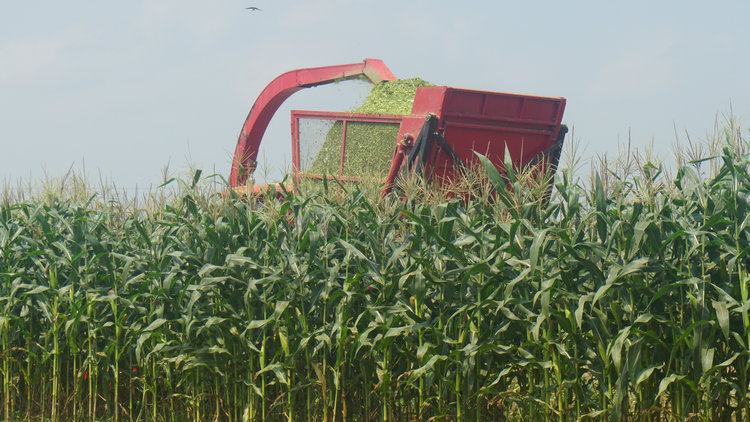  青貯玉米種植基地